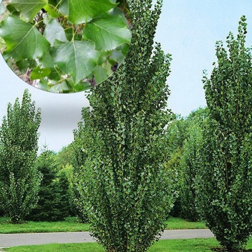 Populus nigra 'Italica' - Must pappel 'Italica'